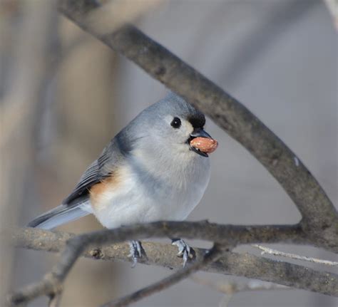 Tufted Titmouse | Mark Nenadov | Flickr