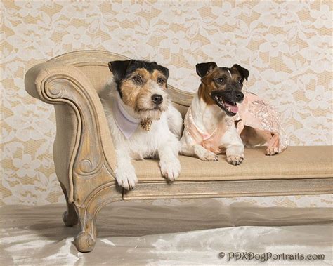 Pet Photography Props - Design Revolution | Pet photography props, Animal photography, Dog ...