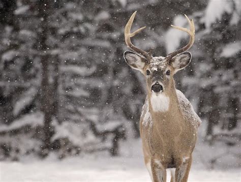 What is the Habitat of the White-Tailed Deer?