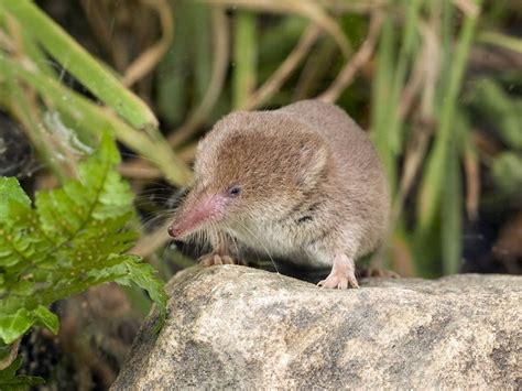 Species of the day: Common Shrew | Sussex Wildlife Trust