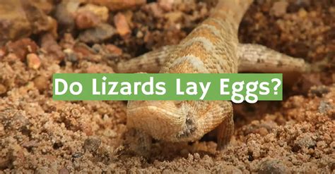 Do Lizards Lay Eggs? - ReptileProfy