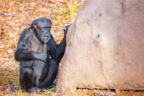 Chimpanzees have mastered the art of "termite fishing" • Earth.com