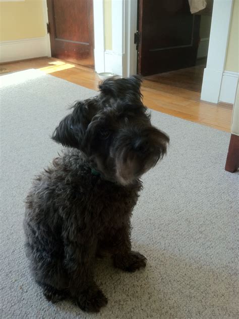 schnoodle baby! | Schnoodle puppy, Schnoodle dog, Schnoodle