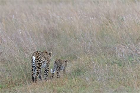 Cat fight: leopard vs. caracal - Africa Geographic