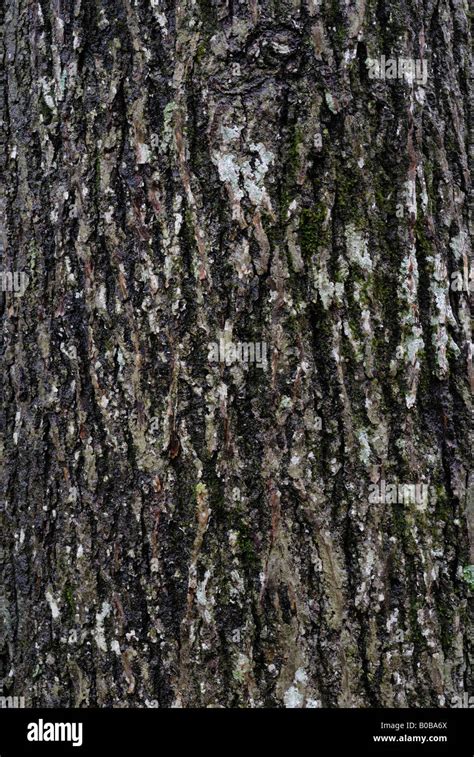 Hickory tree bark Stock Photo - Alamy