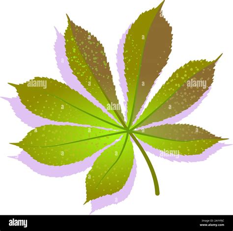 Chestnut leaf drawing hi-res stock photography and images - Alamy