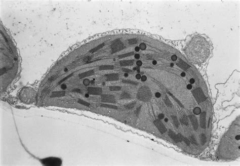 Chloroplast Electron Microscope