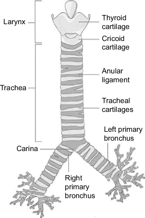 Trachea Diagram Labeled