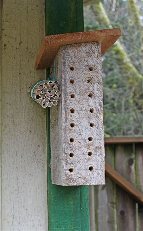 Mason bees waiting for sunshine - Honey Bee Suite