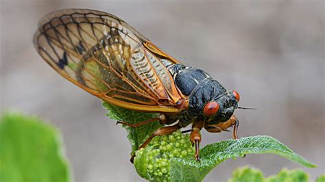 Cicada Broods XIII and XIX to Emerge Together for First Time Since 1803