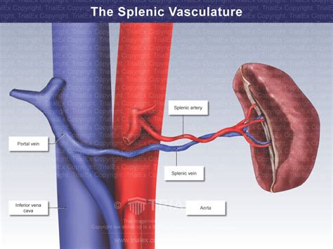 The Splenic Vasculature - TrialQuest Inc.