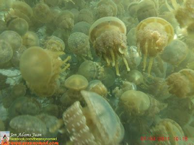 I am the Sexy Nomad: Stingless Jellyfish @ Sohoton Cove, Bucas Grande ...