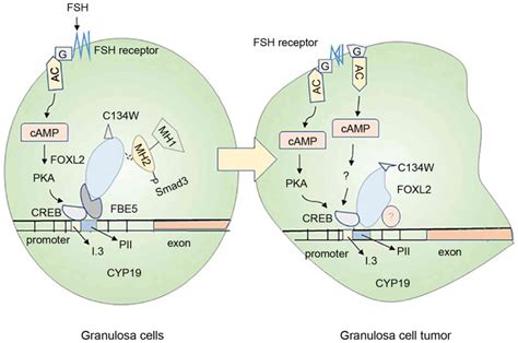 Estrogen disorders: Interpreting the abnormal regulation of aromatase in granulosa cells (Review)