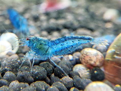 Aura Blue Tiger Shrimp | Caridina Shrimp | Shrimpy Business