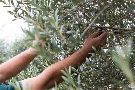 Where Can I Buy Olive Trees in Texas to Grow at Home? – Texas Hill Country Olive Co.