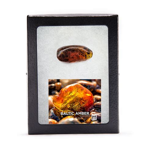 Baltic Amber Collectible Specimen, Includes Display Case - Mini Museum