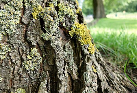 Tree Trunk Bark - Free photo on Pixabay - Pixabay