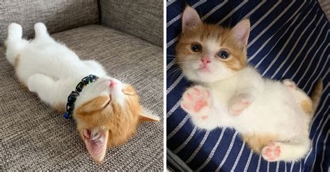 Meet Chata, The Adorable Munchkin Kitten That's Going Viral On Instagram For His Hilarious ...