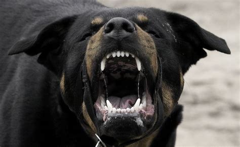 Rottweiler attacks woman in restaurant - Portugal Resident