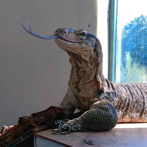 What Kind Of Lizards Can You Have As A Pet | Pets Animals US