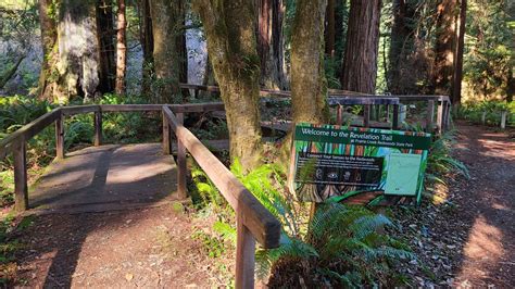 15 great redwood parks for people with disabilities | Save the Redwoods ...