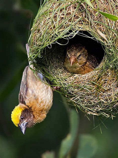 Weaver Bird Nest