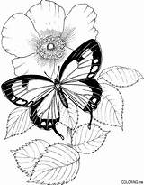 20  Free Printable Flowers Coloring Pages EverFreeColoringcom sketch template
