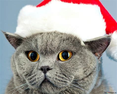 Cat with Santa's hat 2K wallpaper download