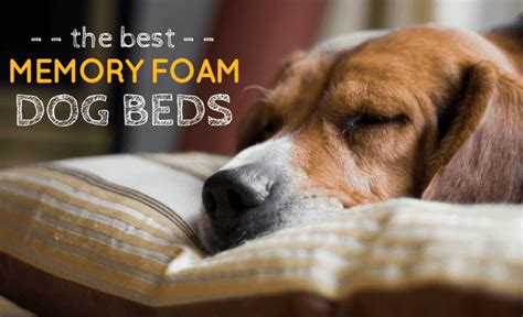 7 Best Memory Foam Dog Beds: The Comfiest Bed For Your Canine!