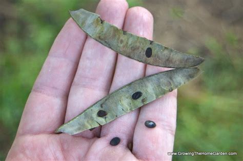 How to Save Seeds from Redbud Trees – Growing The Home Garden