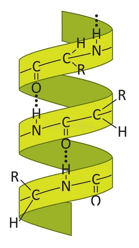 Alpha Helix Stock Illustrations – 142 Alpha Helix Stock Illustrations ...