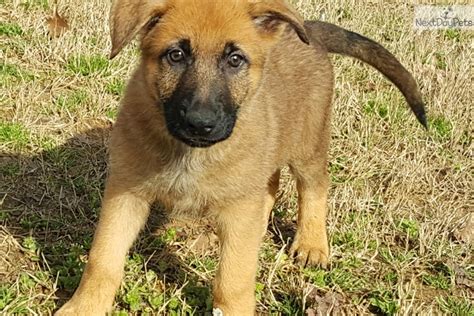 Brown Collar: German Shepherd puppy for sale near Memphis, Tennessee. | 4f6506a3-d8e1