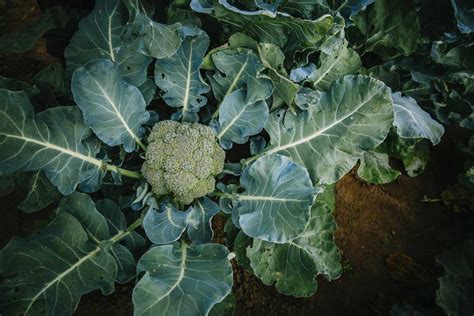 The 4 Broccoli Plant Growing Stages (With Pictures)