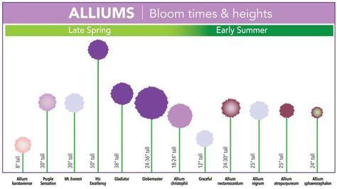 Allium Sizes | Allium flowers, Longfield gardens, Garden bulbs