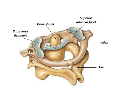 PPT - Axial Skeleton PowerPoint Presentation, free download - ID:1828799