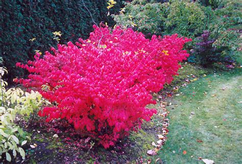 Dwarf Winged Burning Bush (Euonymus alatus 'Compactus') in Edmonton St Albert Sherwood Park ...