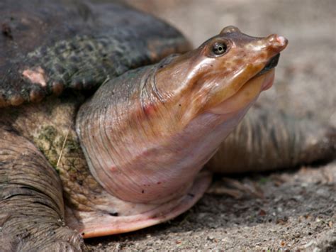 Pig Nosed Turtle Stock Photo - Download Image Now - iStock