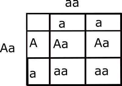 Albinism is a recessive trait. An individual with albinism (aa) had offspring with someone who ...