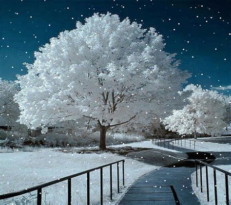 Sparkly white tree, destop, holiday, HD wallpaper | Peakpx