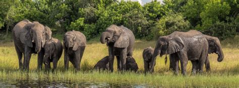 Chobe National Park | Elephants | Chobe Riverfront | Savute | Savuti