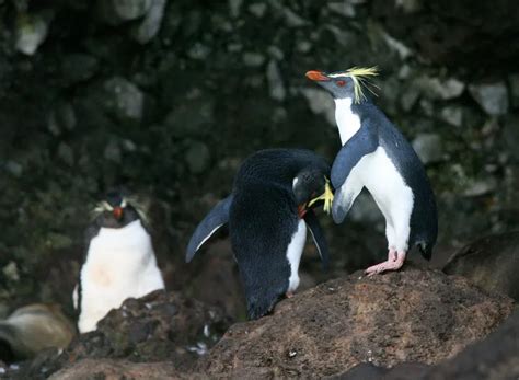 Northern Rockhopper Penguin: Is This Animal Endangered?