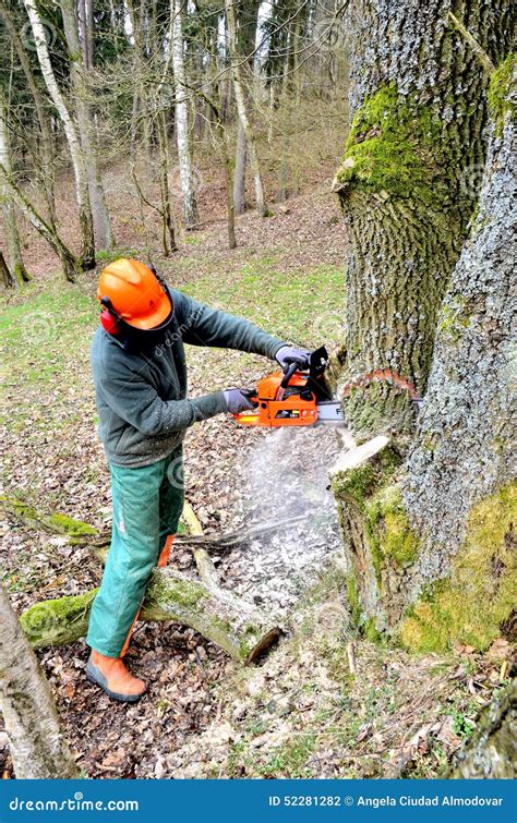 Forestry practices stock photo. Image of prevention, management - 52281282