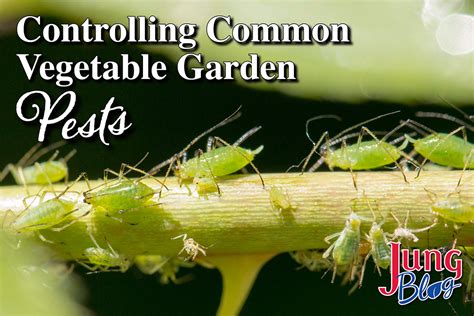 Controlling Vegetable Garden Pests | Jung Seed Gardening Blog