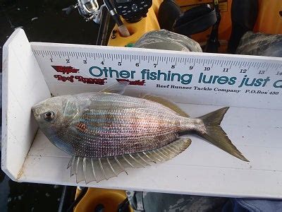 Stud Pin Fish - Pensacola Fishing Forum