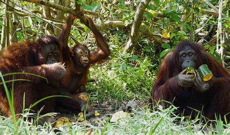 HOW DO ORANGUTANS ‘TALK’?