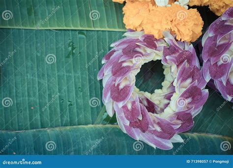 Garland Orchids Jasmine Flower Stock Image - Image of decorative ...