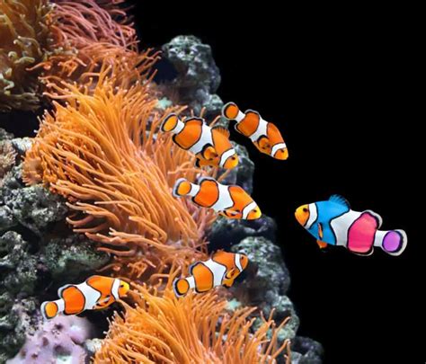 Clownfish Varieties: 9 Most Popular Clownfish For The Home Aquarium ...