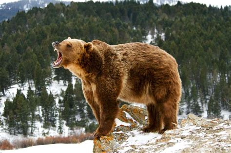 Grizzly Bear Lifespan: How Long Do Grizzly Bears Live? - A-Z Animals