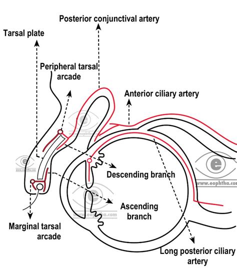 Anatomy of Conjunctiva | Anatomy, Eye facts, Human skeletal system