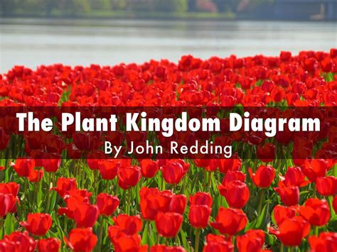 The Plant Kingdom Diagram by John Redding